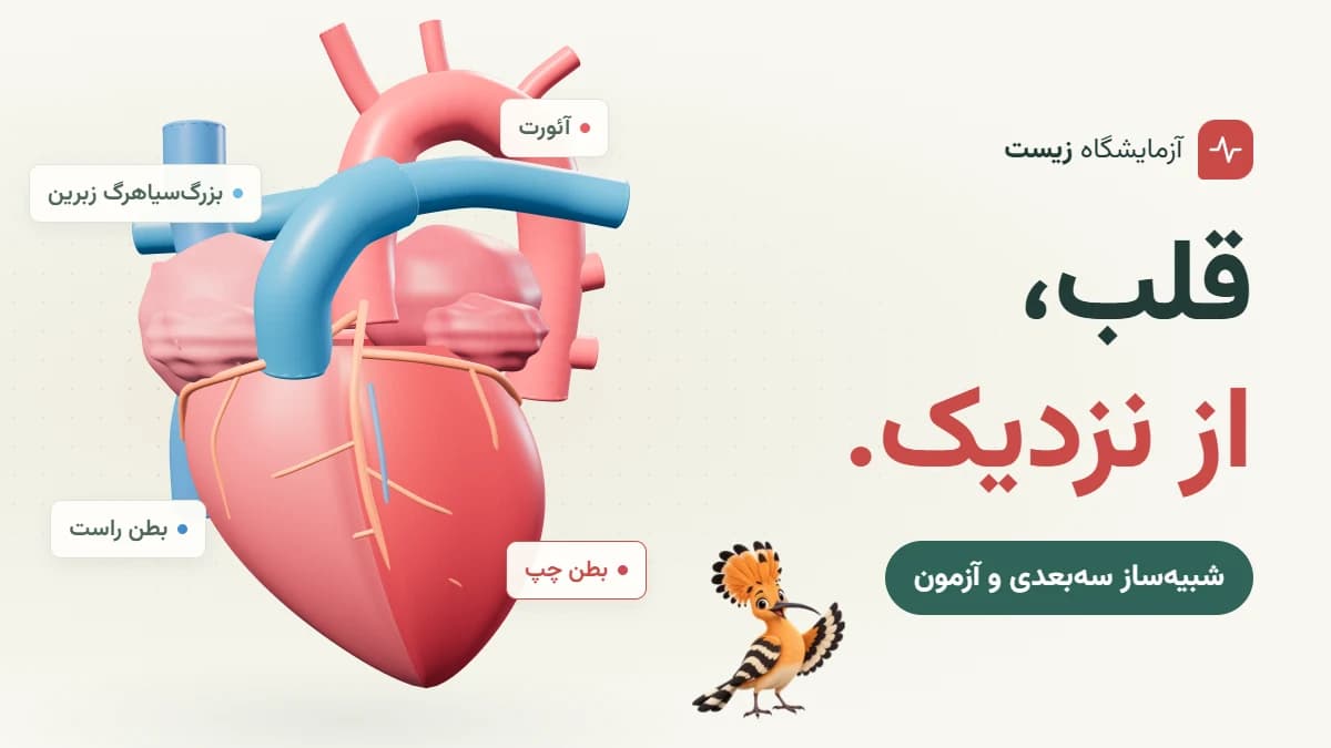 تصویر بازی قلب، از نزدیک